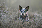 Australian Cattle Dog Portrait