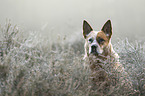 Australian Cattle Dog Portrait