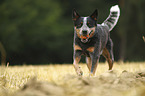 rennender Australian Cattle Dog