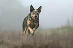 rennender Australian Cattle Dog