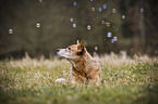 liegender Australian Cattle Dog