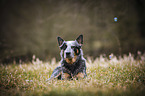 liegender Australian Cattle Dog