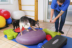 Australian Cattle Dog und Katze bei der Tierphysiotherapie