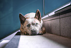 liegender Australian Cattle Dog