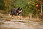Australian Cattle Dog im Herbst