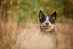 Australian Cattle Dog im Herbst