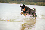 Australian Cattle Dog im Wasser