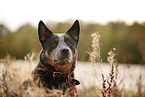 Australian Cattle Dog am Wasser