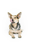 liegender Australian Cattle Dog