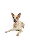 liegender Australian Cattle Dog