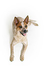 liegender Australian Cattle Dog