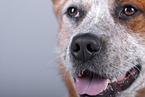 Australian Cattle Dog Gesicht