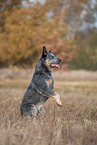 sitzender Australian Cattle Dog