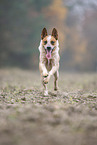 Australian Cattle Dog rennt ber ein Feld