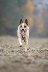 Australian Cattle Dog rennt ber ein Feld