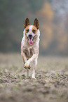 Australian Cattle Dog rennt ber ein Feld