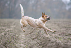 Australian Cattle Dog rennt ber ein Feld