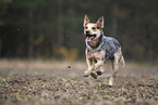 Australian Cattle Dog rennt ber ein Feld