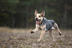 Australian Cattle Dog rennt ber ein Feld