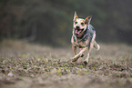 Australian Cattle Dog rennt ber ein Feld