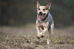 Australian Cattle Dog rennt ber ein Feld