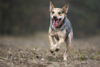 Australian Cattle Dog rennt �ber ein Feld