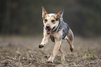 Australian Cattle Dog rennt �ber ein Feld