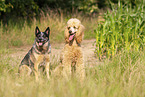 Australian Cattle Dog und Pudel