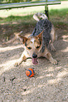 Australian Cattle Dog spielt mit Ball