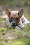 liegender Australian Cattle Dog