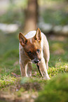 stehender Australian Cattle Dog