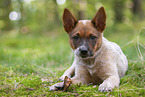 liegender Australian Cattle Dog