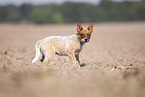 Australian Cattle Dog Welpe auf Feld