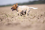 Australian Cattle Dog Welpe rennt ber ein Feld