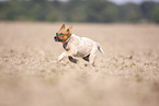 Australian Cattle Dog Welpe rennt ber ein Feld