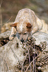 Australian Cattle Dog auf Baumstamm