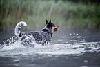 Australian Cattle Dog rennt durchs Wasser