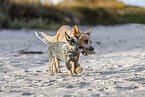 2 Australian Cattle Dogs