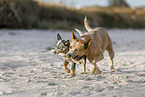 2 Australian Cattle Dogs