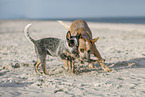 2 Australian Cattle Dogs