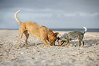 2 Australian Cattle Dogs