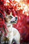 Australian Cattle Dog im Wein