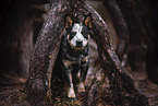 Australian Cattle Dog