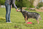 blue-speckled Australian Cattle Dog