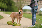 red-speckled Australian Cattle Dog