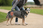 blue-speckled Australian Cattle Dog