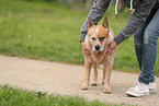 red-speckled Australian Cattle Dog