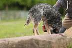 blue-speckled Australian Cattle Dog