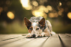 ausgewachsener Australian Cattle Dog