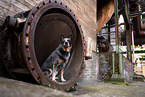 Australian Cattle Dog